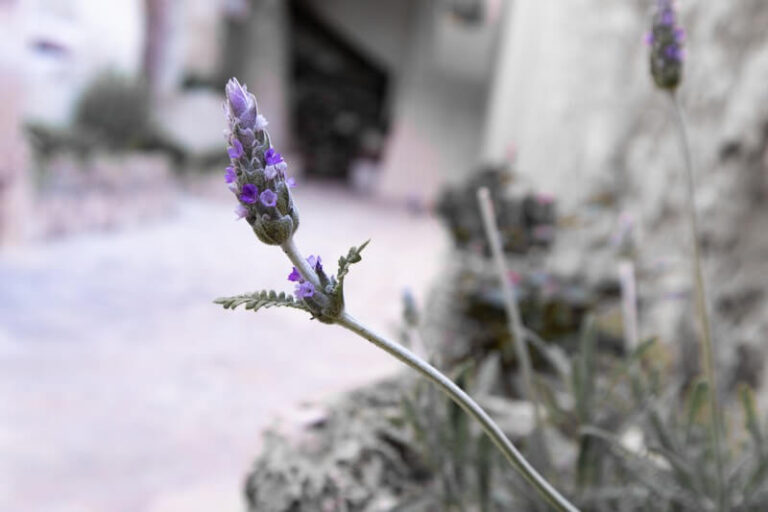 CASA RURAL ALCALA JUCAR